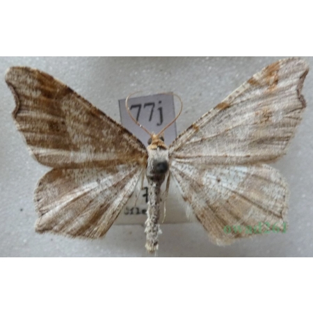 Macaria alternata (Denis & Schiffermüller, 1775) male Witalnik zmiennik Czech77j